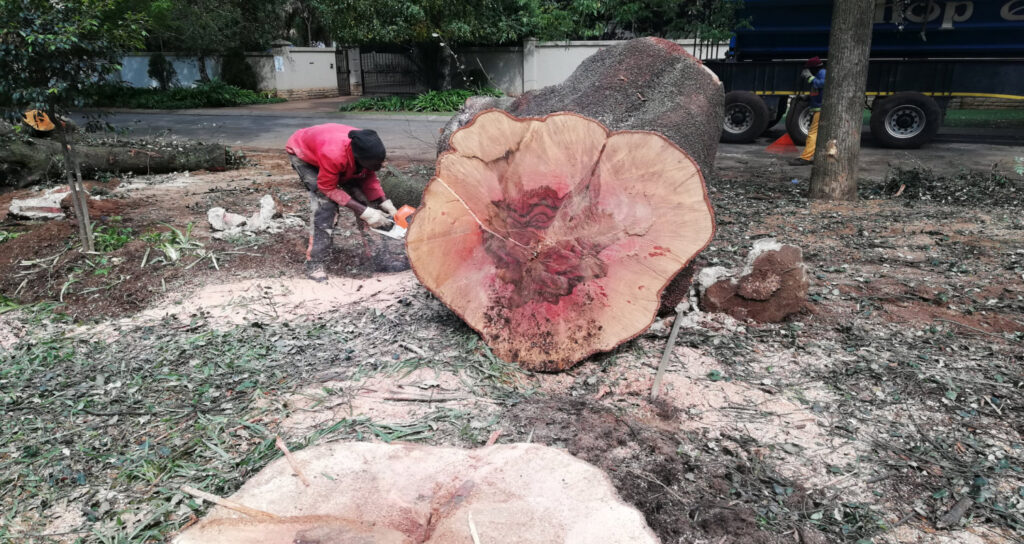 Tree Felling Service