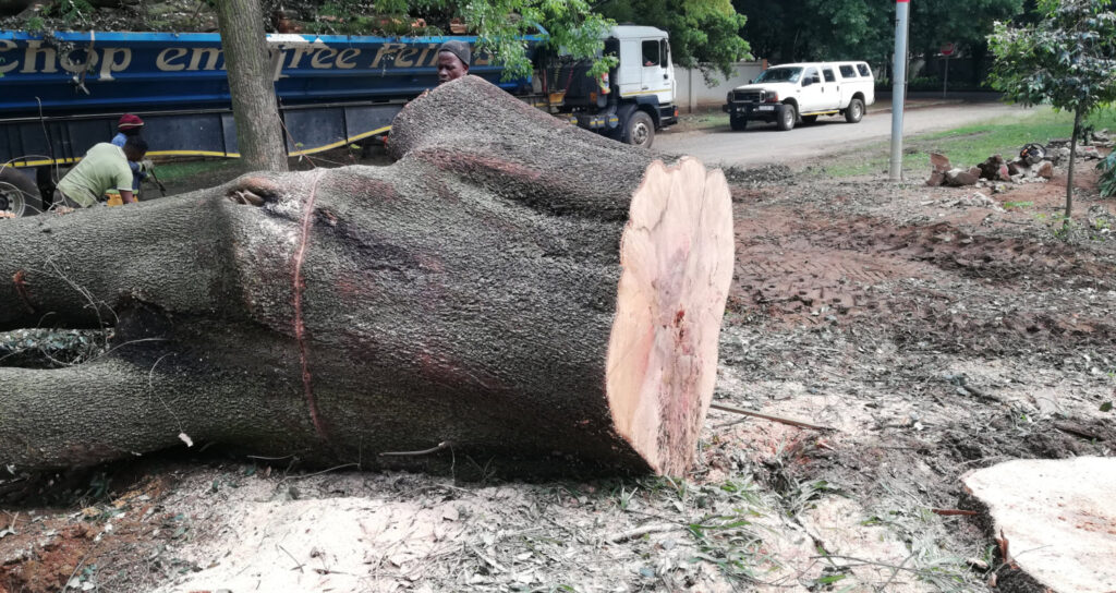 Tree Felling Service