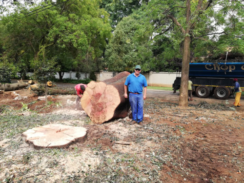 Tree Felling Service